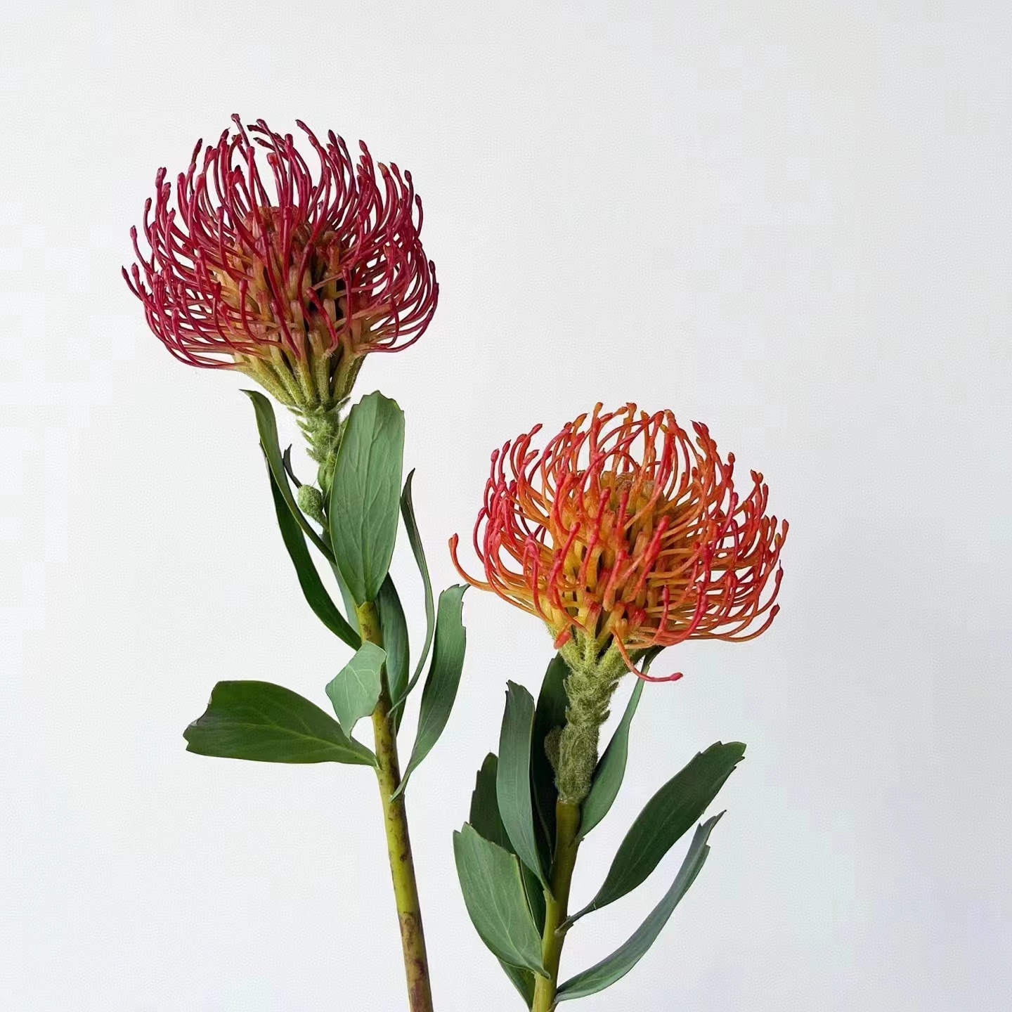 进口针垫一支花期特别长可以做干花云南基地直发批发一手货源