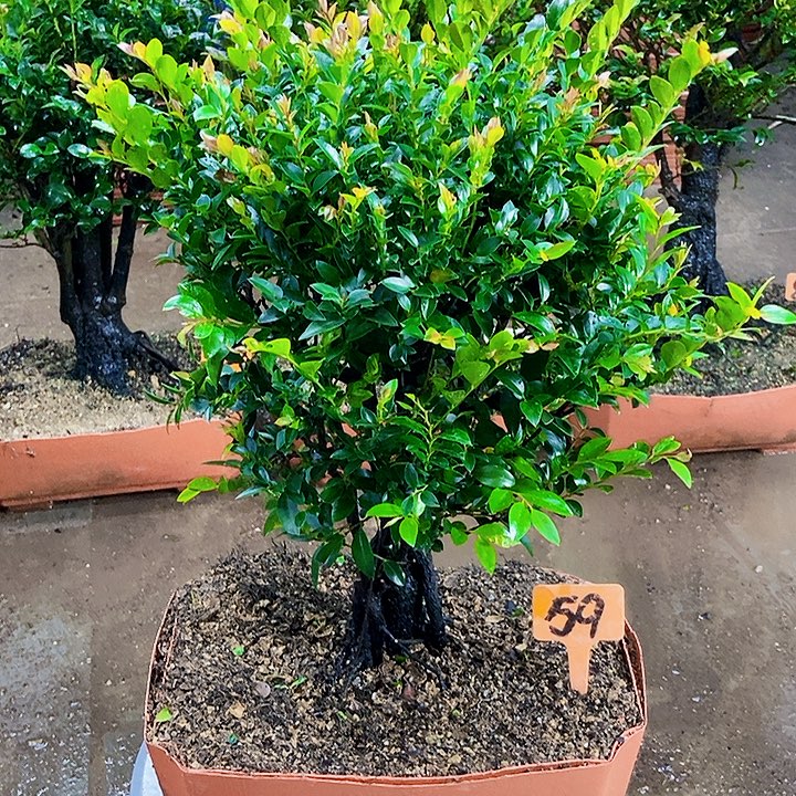 无花朵小叶紫檀景