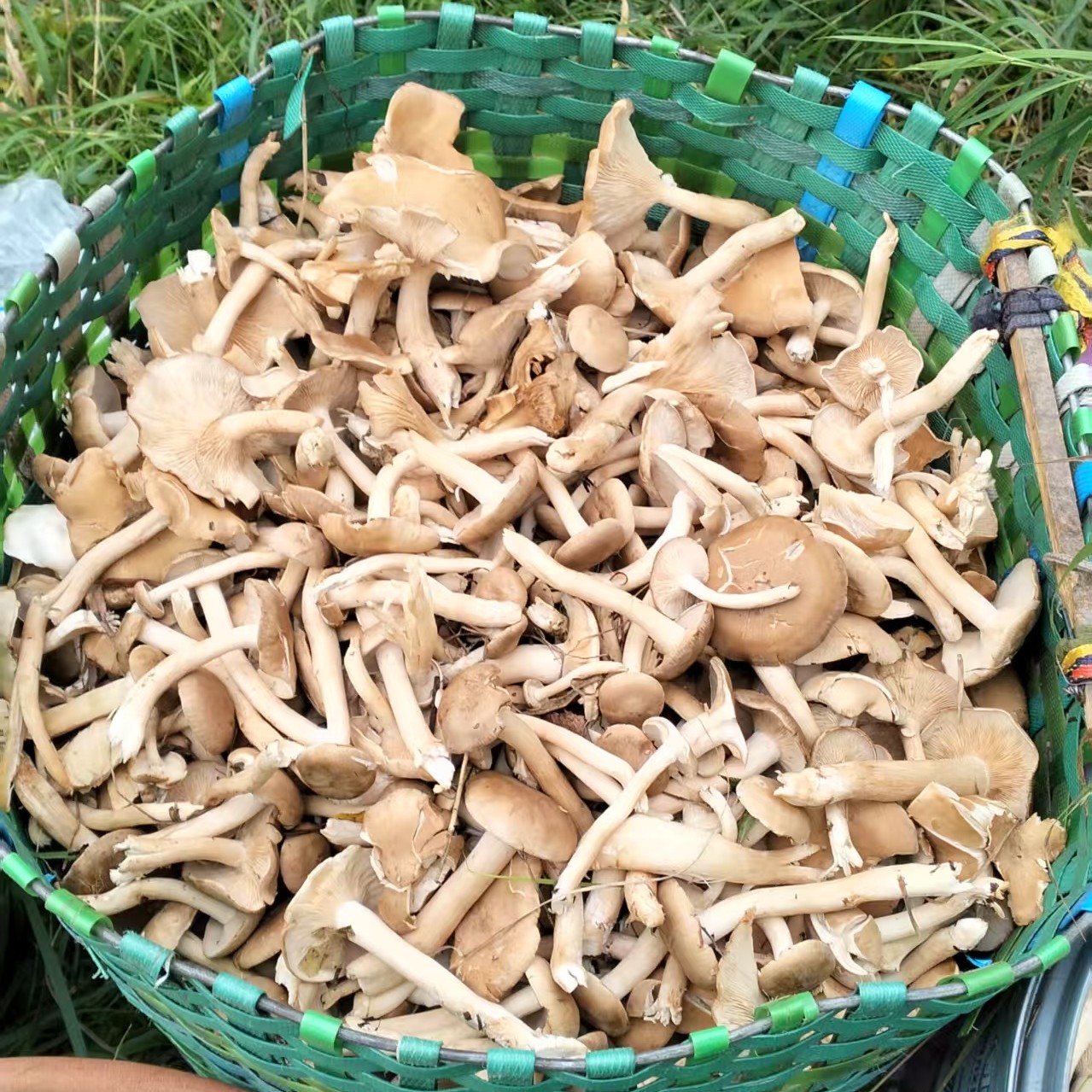 东北特有毛尖蘑腌制野生菌精品2025年新货特产