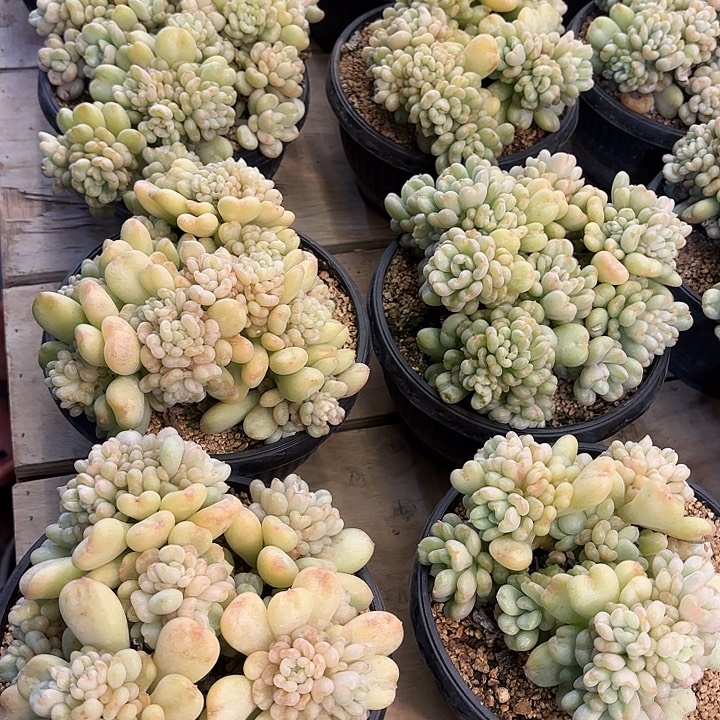 比尔盖茨群生整装多肉