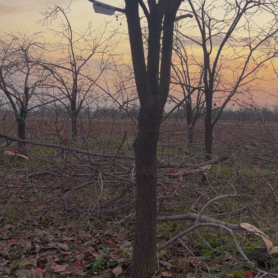 完全开放一物一拍