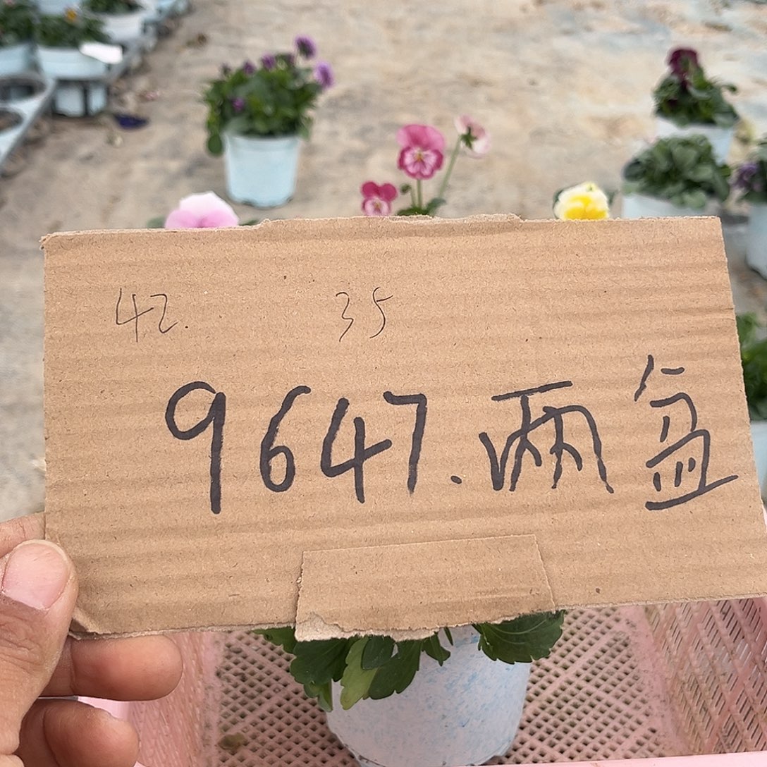 大部分花苞少量开放9647专拍