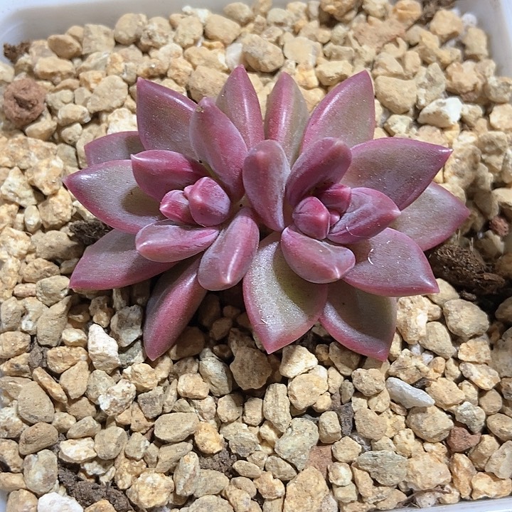 多肉植物迷雾泡泡865