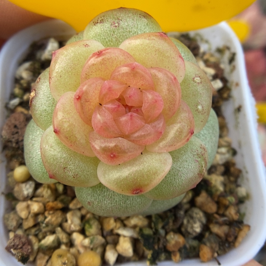 果冻心珍妮可拍5541号。