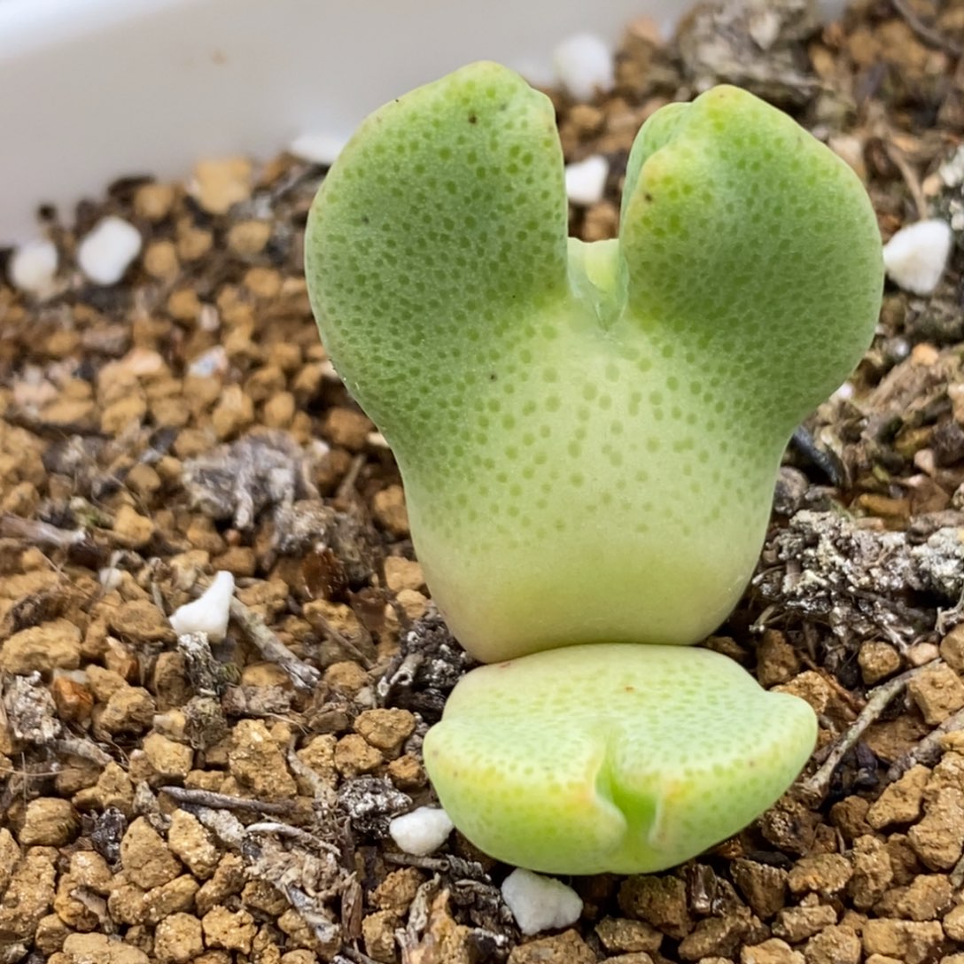 霜***叶137巨鹿寄养137巨鹿寄养