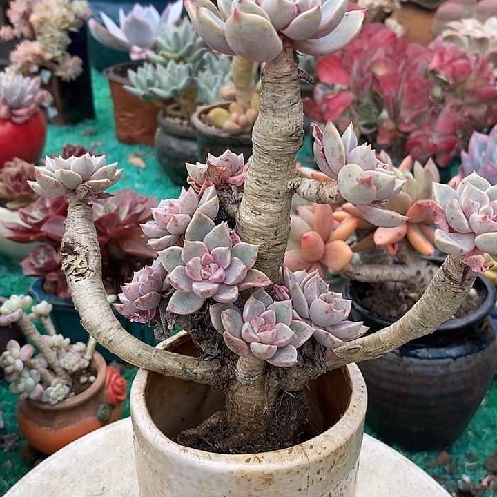 红粉佳人整无砍老桩