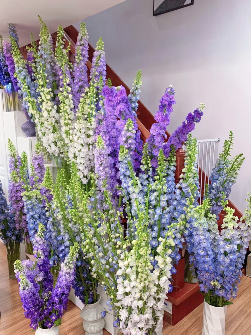 三岁花集--基地大飞燕（会掉瓣介意勿拍一单顺丰不参与空运）