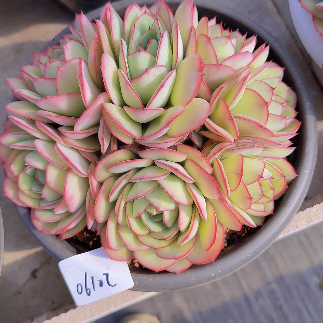 绵****啊06102牡丹亭多肉