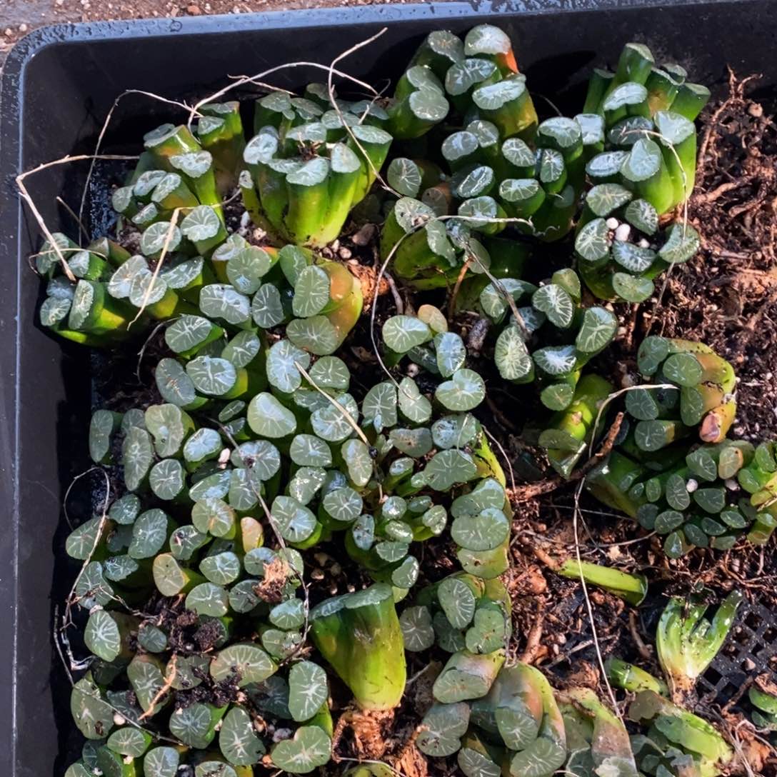 2635 一颗实生大万象 元旦整点福利