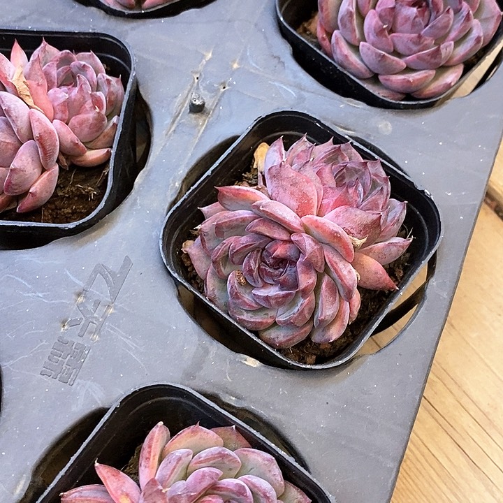 162。蓝莓双头。福利多多