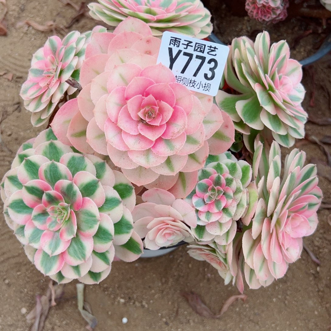 773倾城尺寸20左右