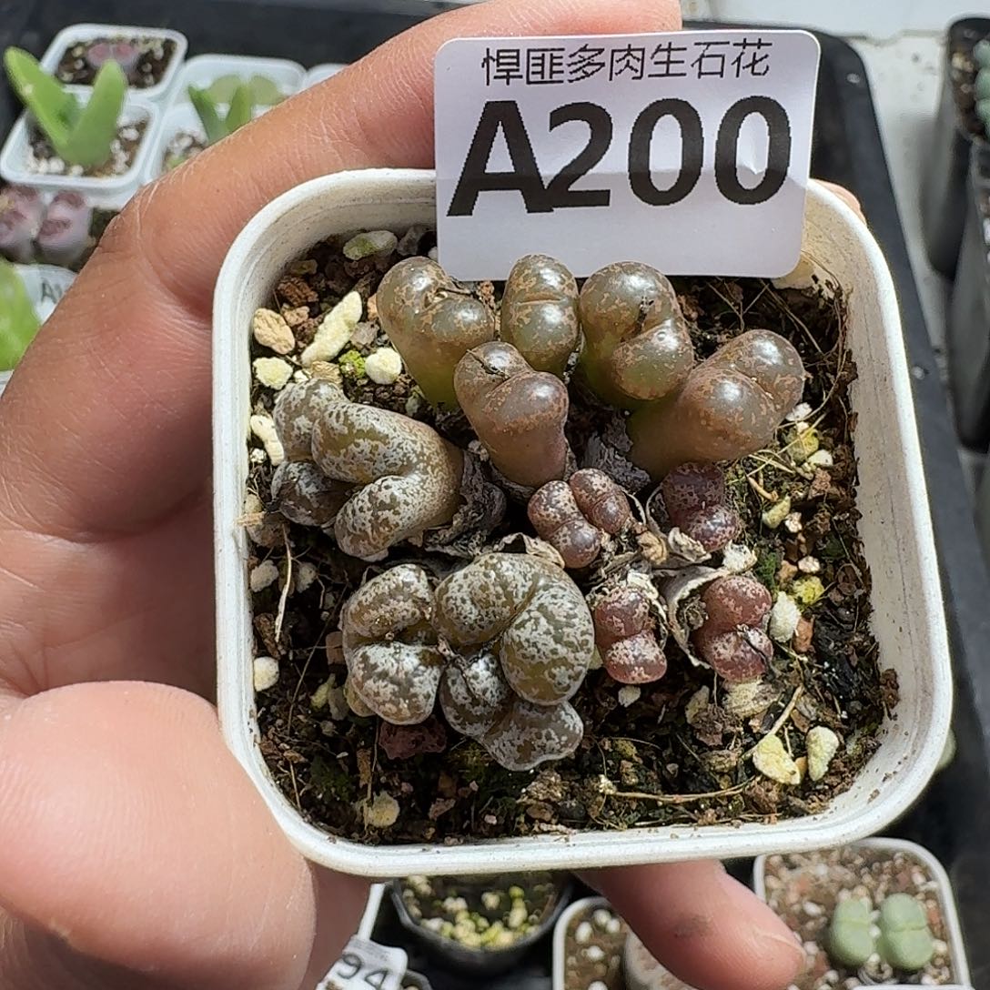 200多肉植物多肉植物