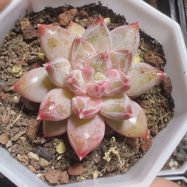 幻影美人精品多肉