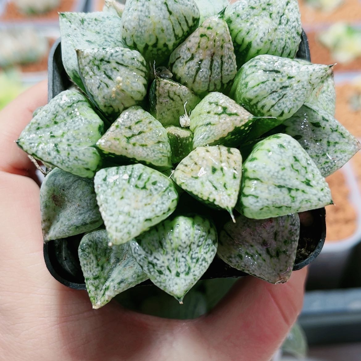 【闪购商品】潘多拉