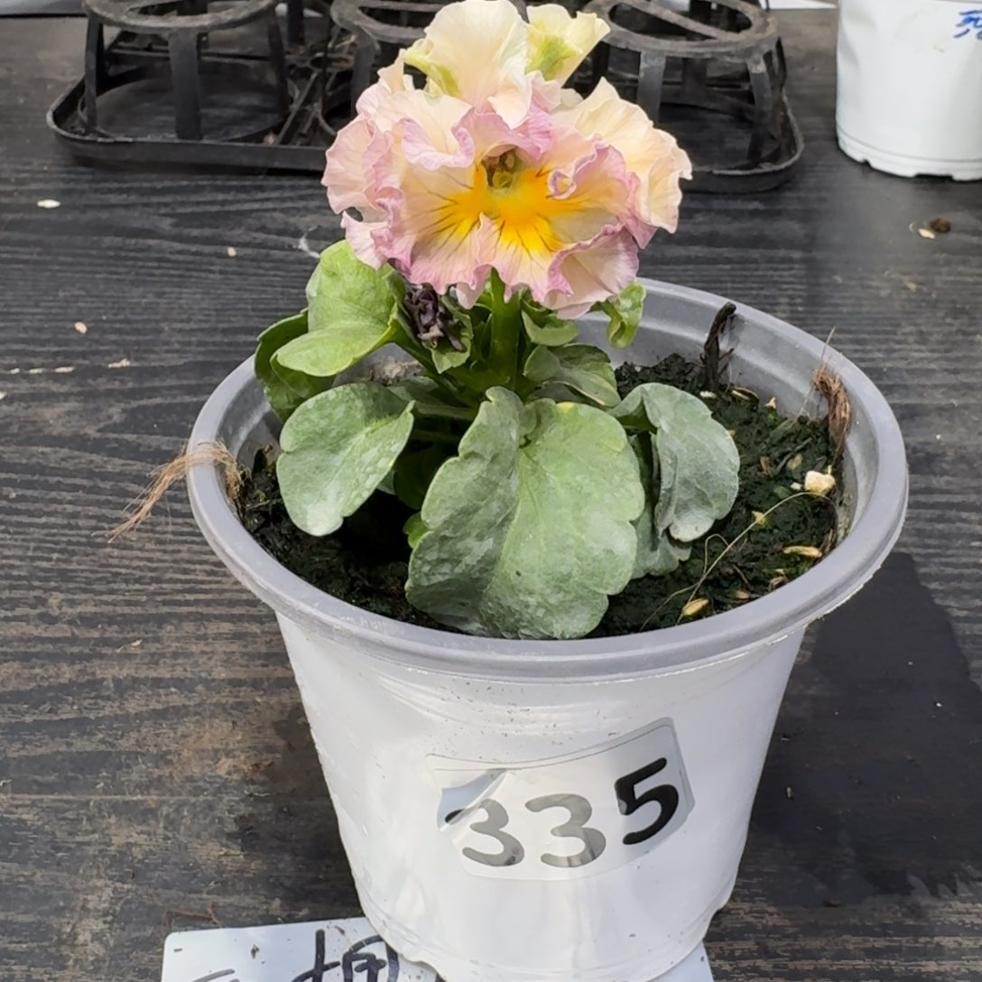 全部花朵335号粉礼服