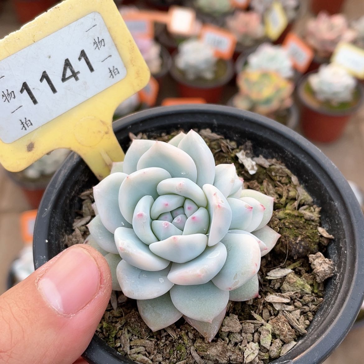 【闪购商品】1141号