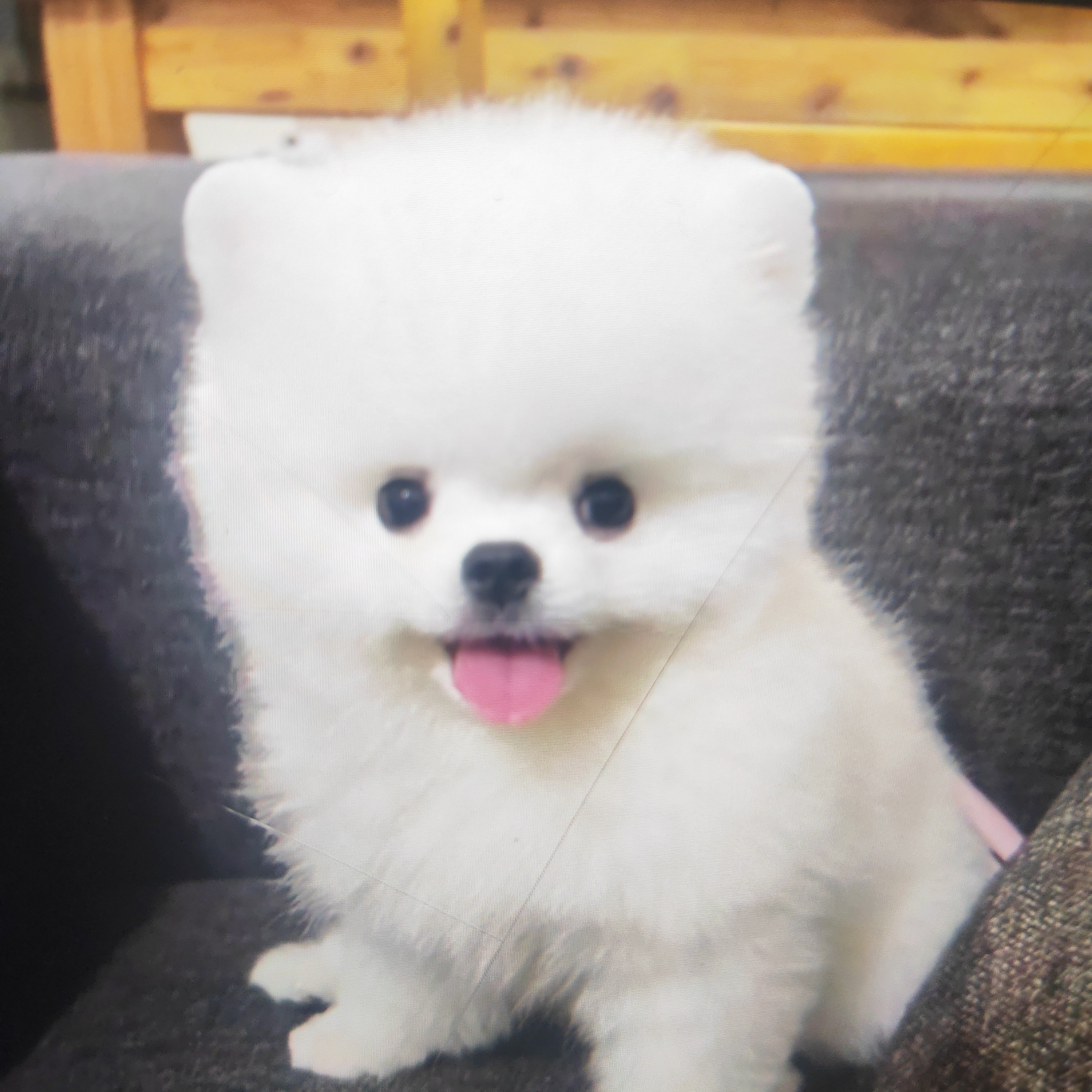 博美等小型活体宠物犬
