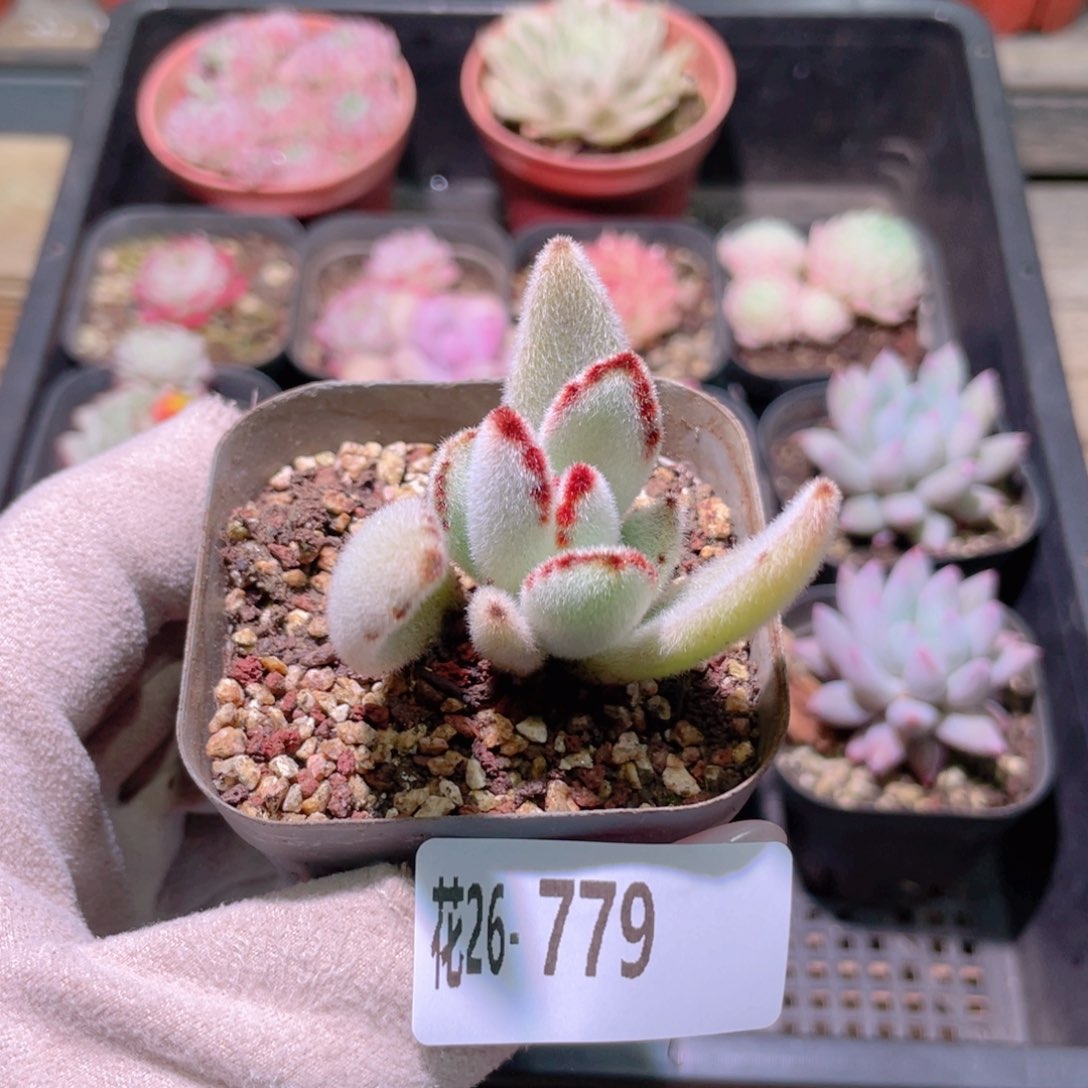 花利美26-779月兔耳