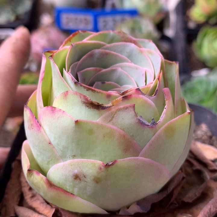 一物一拍星辰福利017