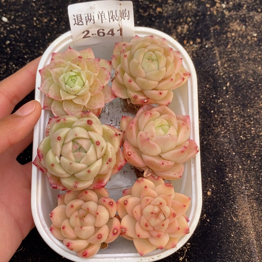 2-641 新疆西藏内蒙不发其他12.8包邮两到三公分多肉