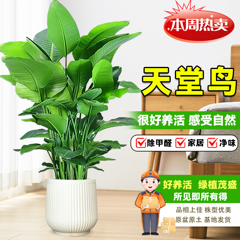 【送货上门】1.4-1.6米天堂鸟北欧网红室内绿植物花卉【东西北地区】