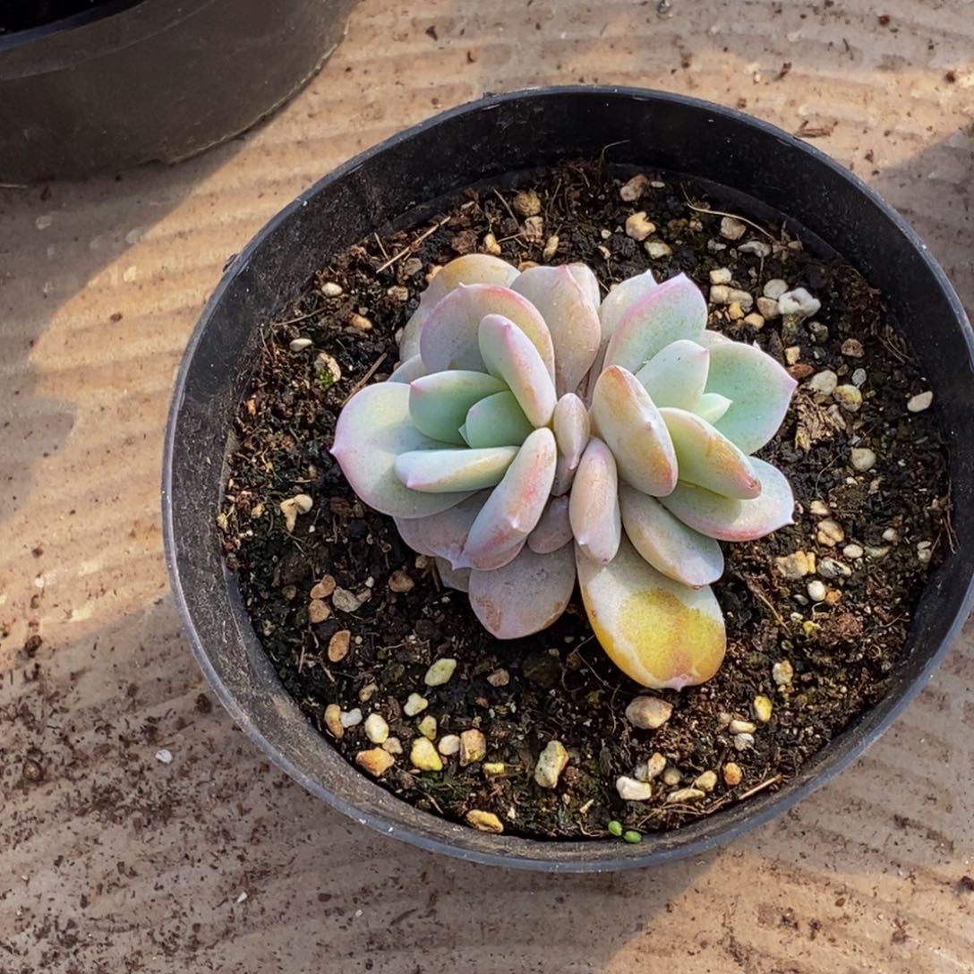 鱼*于48包邮一物一拍多肉植物