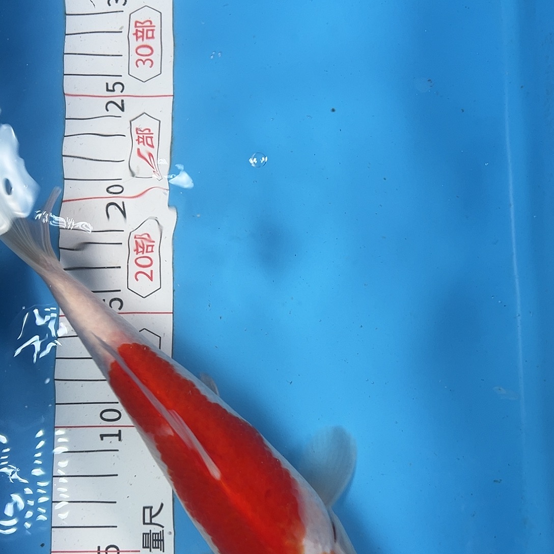 锦鲤鑫泓锦鲤养殖