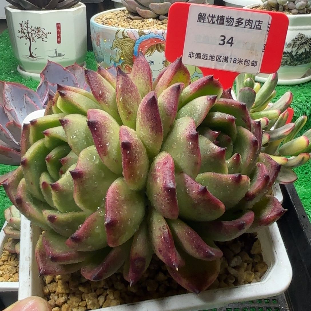 解忧多肉植物编号34