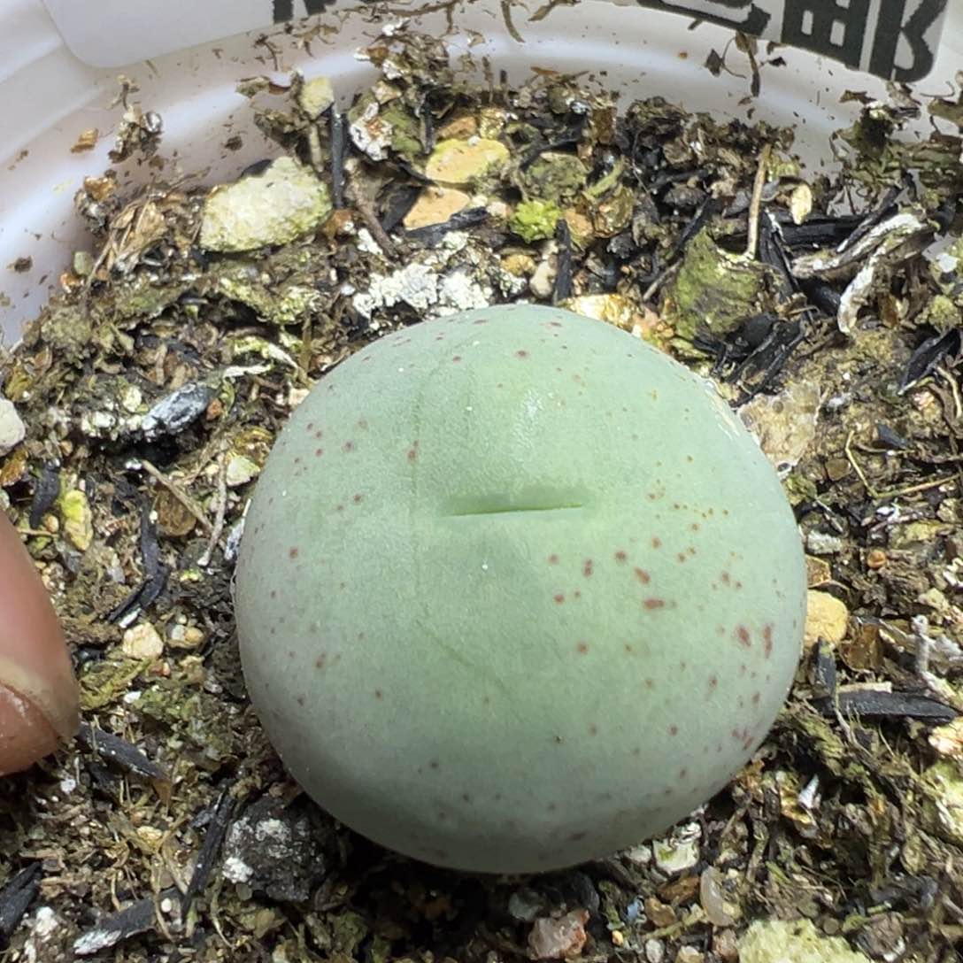 【闪购商品】 454。   