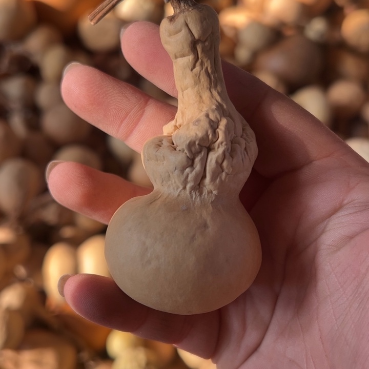 葫芦天然葫芦直播