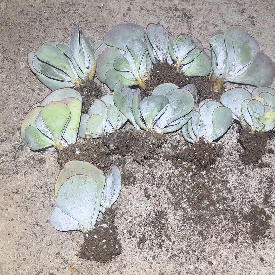 李哥的李哥的李哥