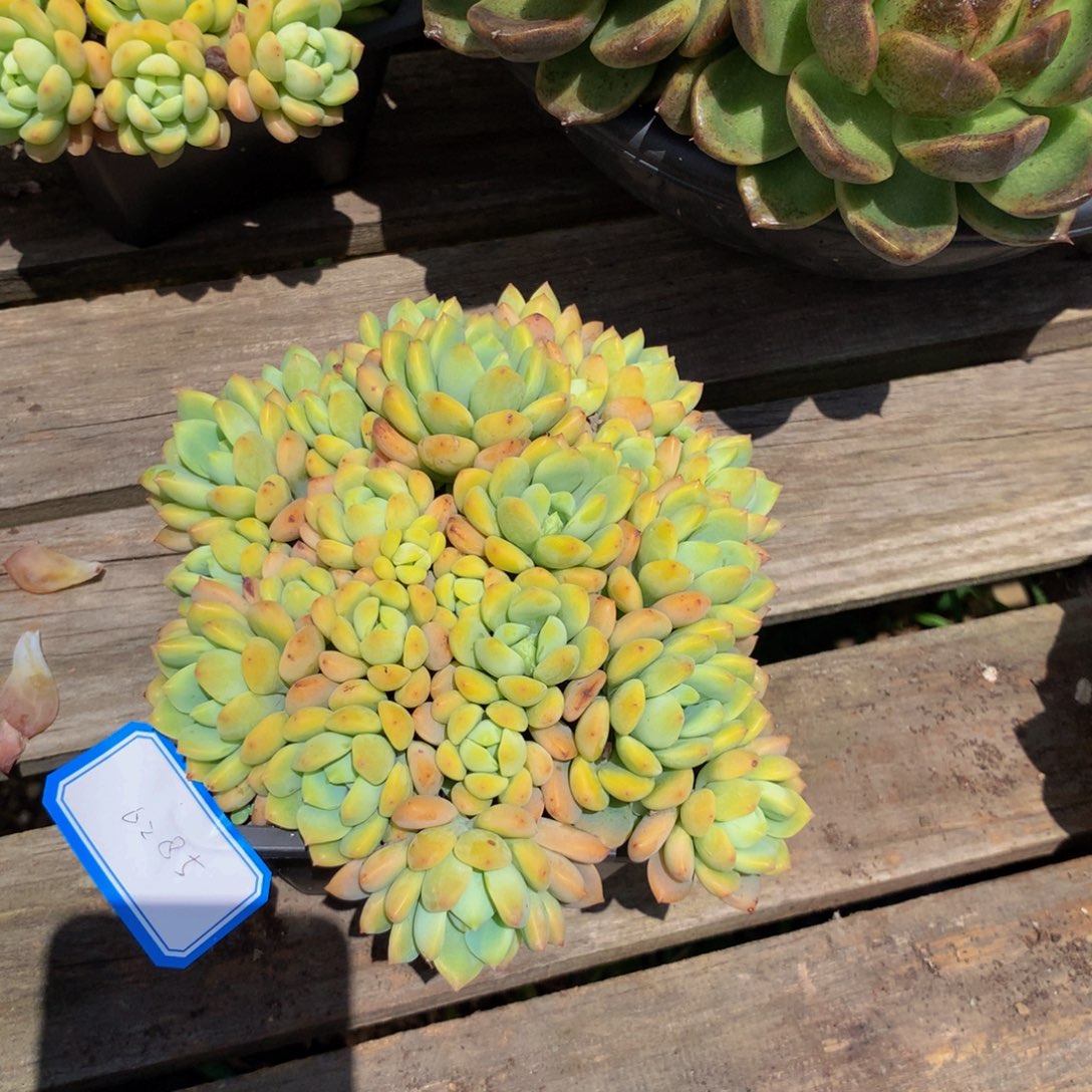 周****小桃红群多肉植物