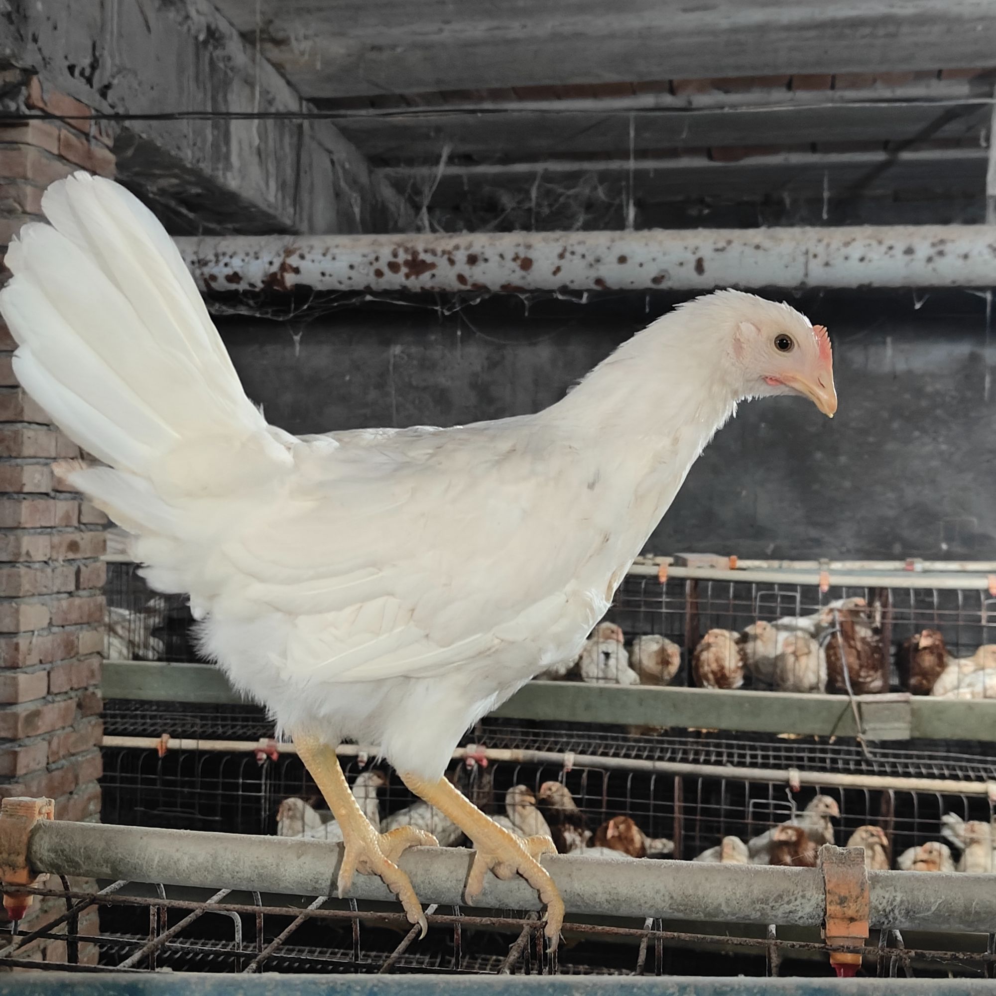 互动性强 温顺不吵颜值高 新手易养 宠物鸡 