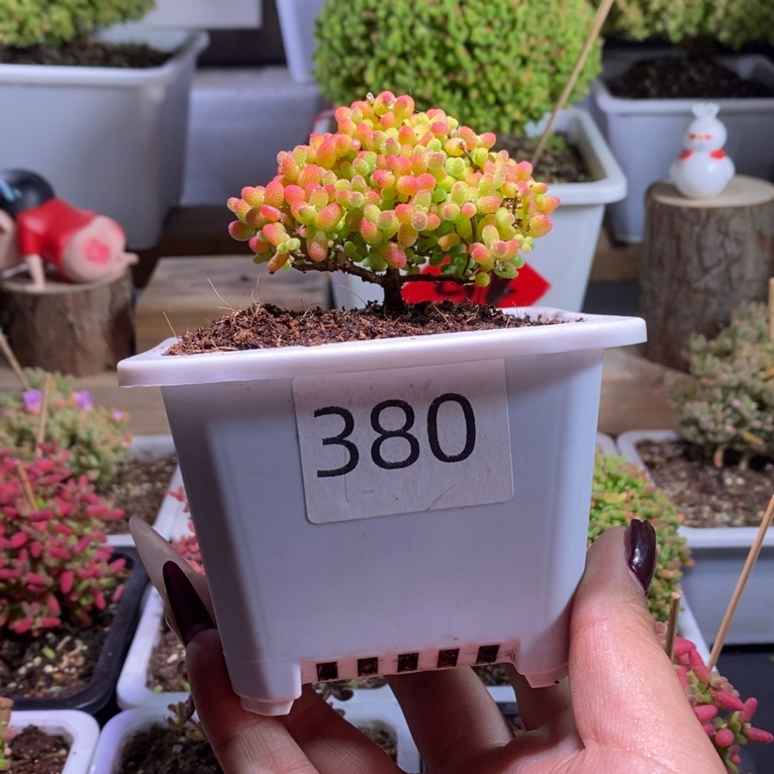 蜜橘带盆土发货一物一拍