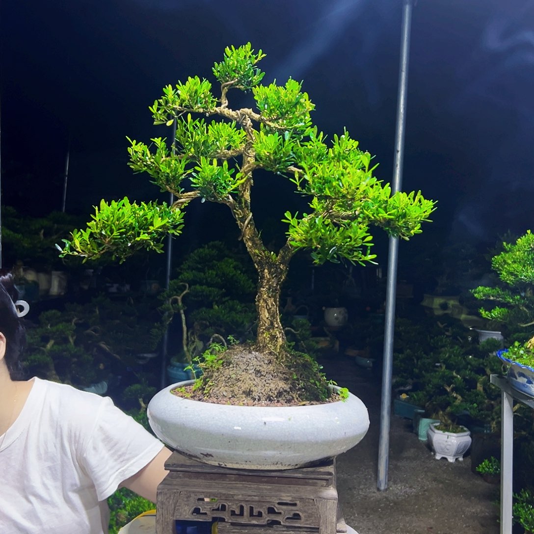 无花朵黄杨木     
