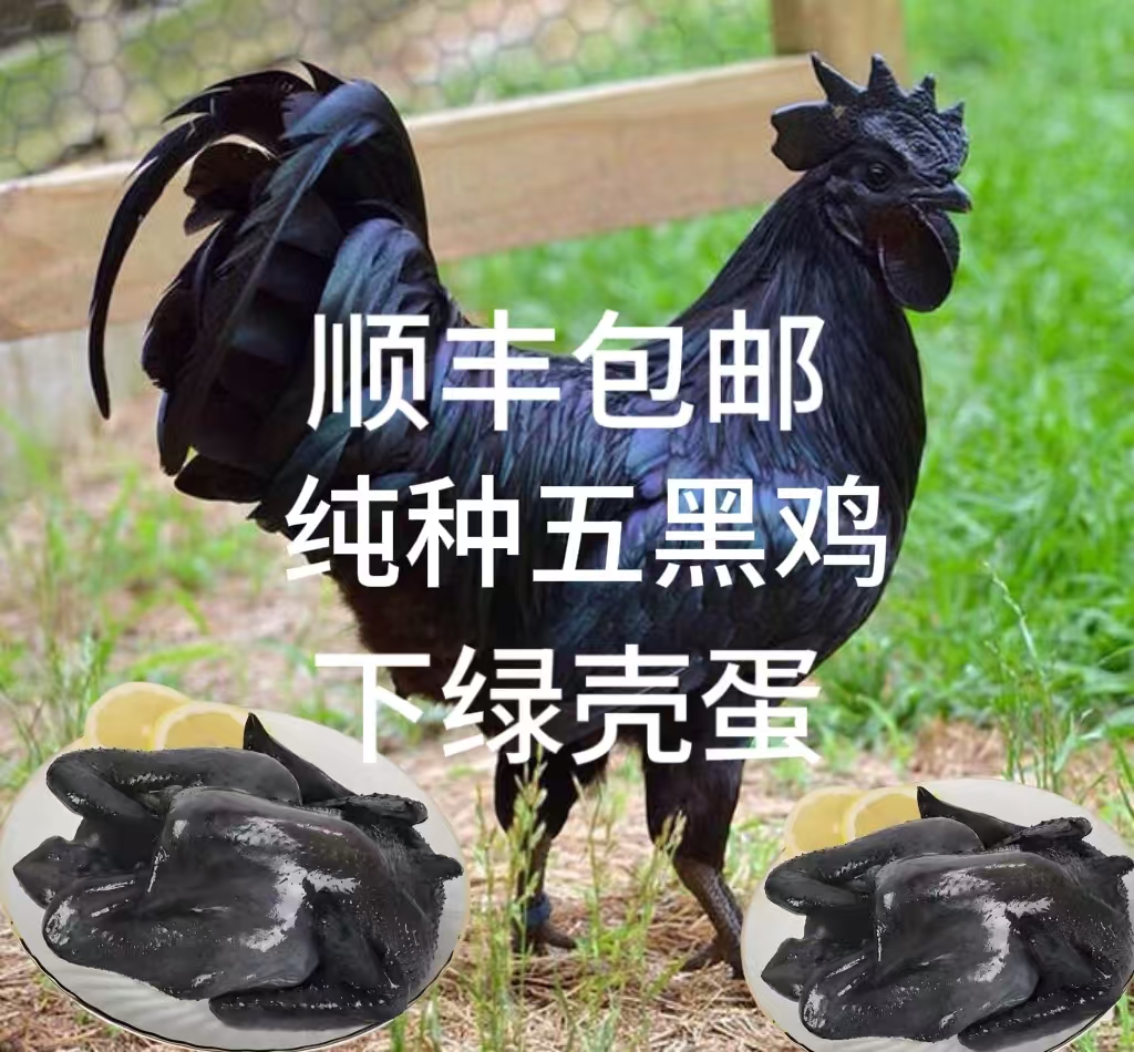 五黑鸡整鸡生鲜肉质鲜美多汁到手10只
