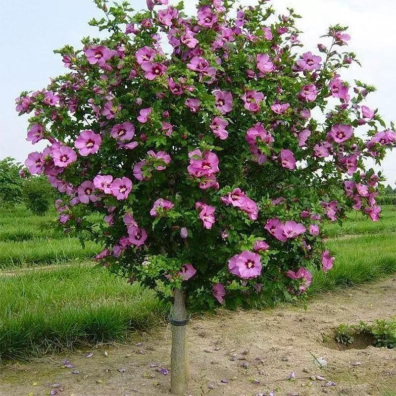 木槿花树苗平条棒棒糖阳台庭院盆栽耐寒多季开花