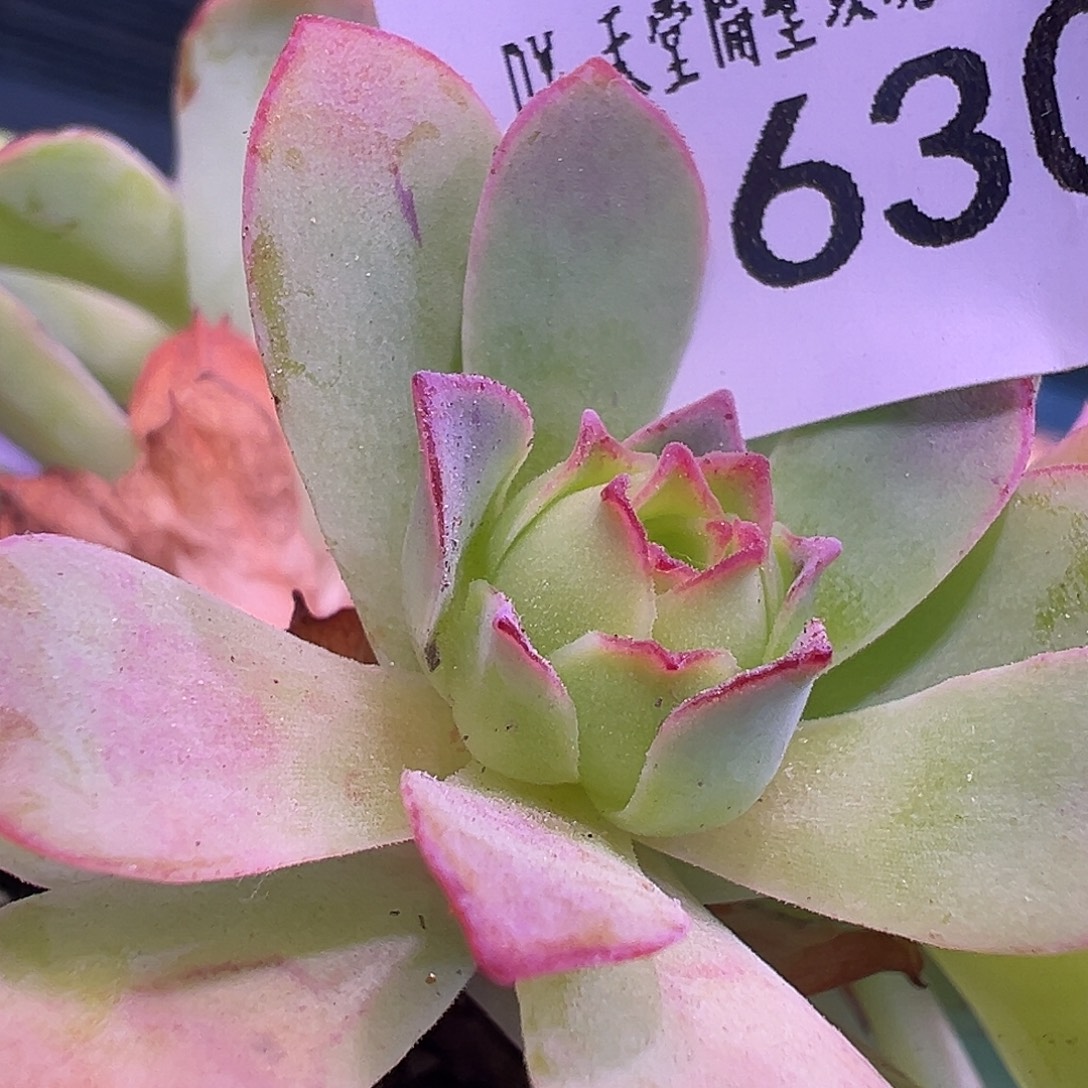 糖糖三碗630不知名侧芽
