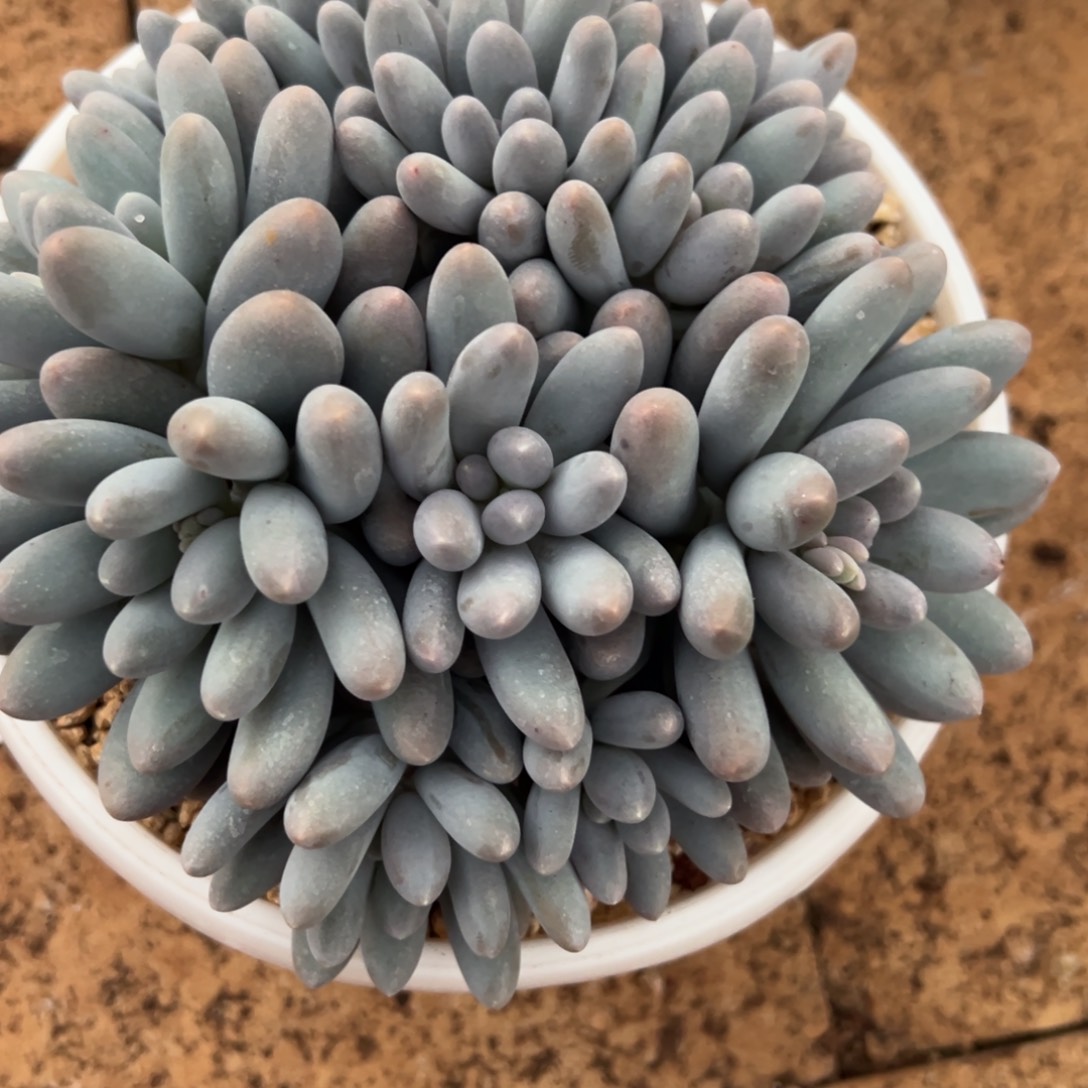 初***剧我在等他呢他，初心48