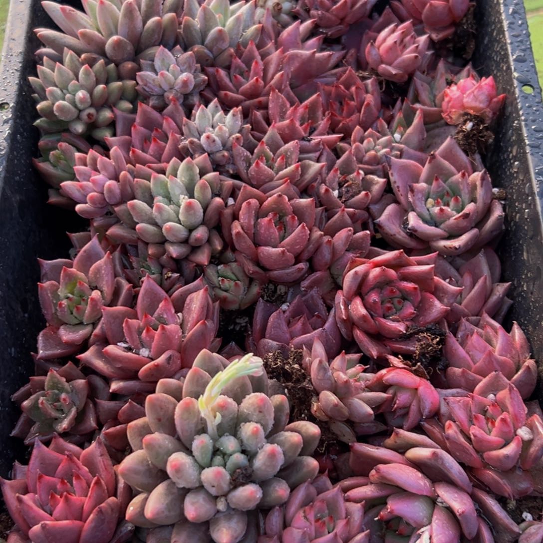 242多肉葡萄领导干部