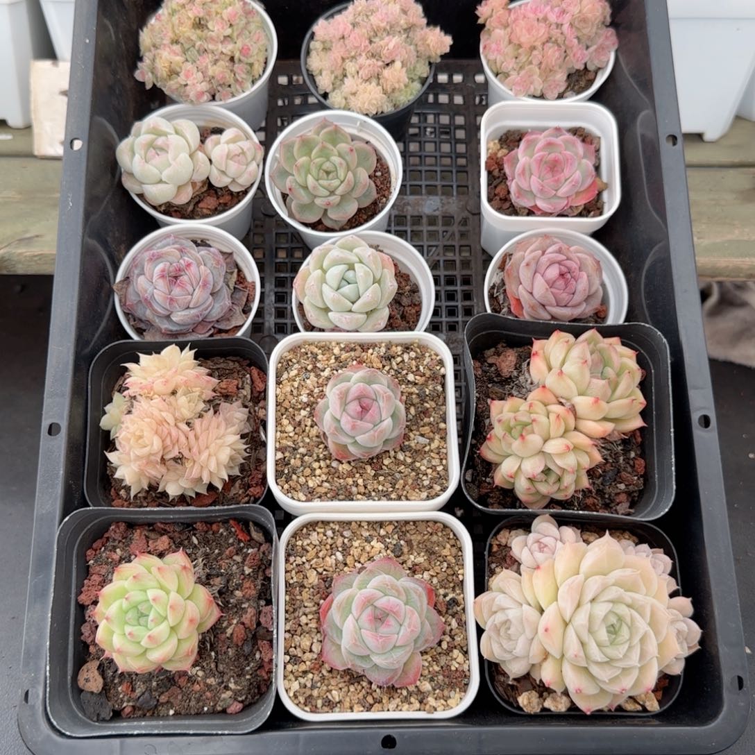 框拍框拍0214-103