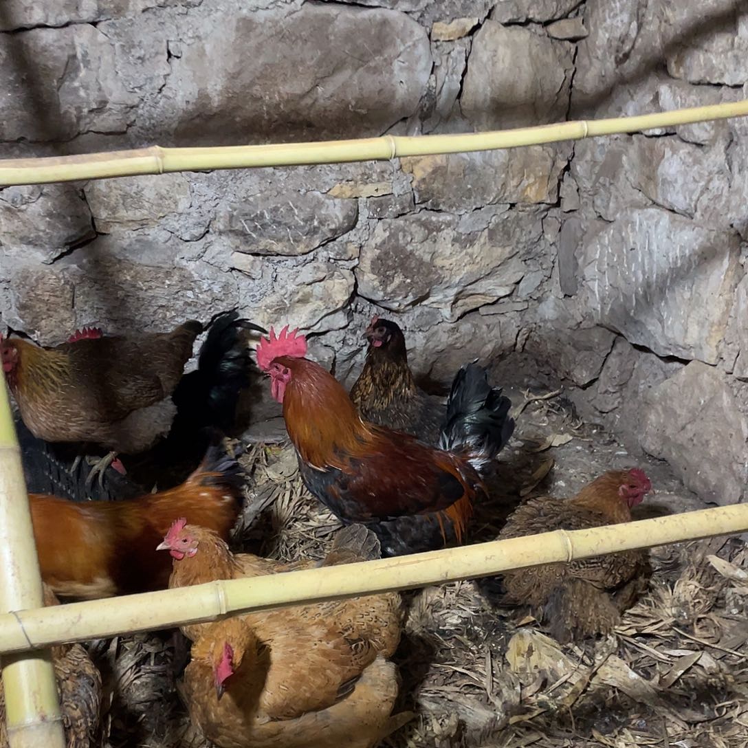 30天中国大陆食用农产品毛脚公鸡活鸡一只