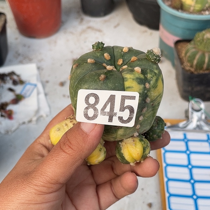 路845号仙人球兜锦