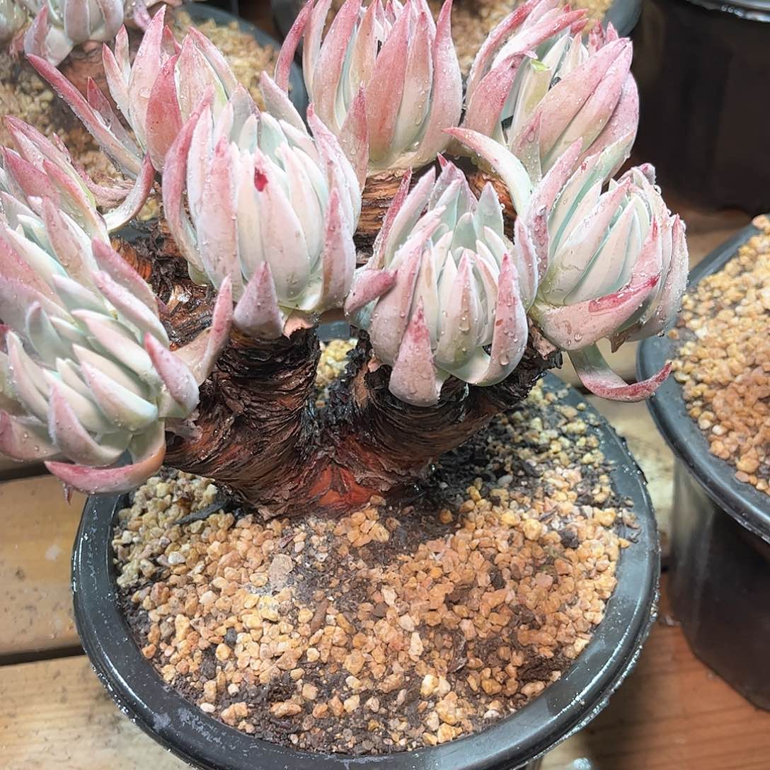 6555雪花仙女杯多肉