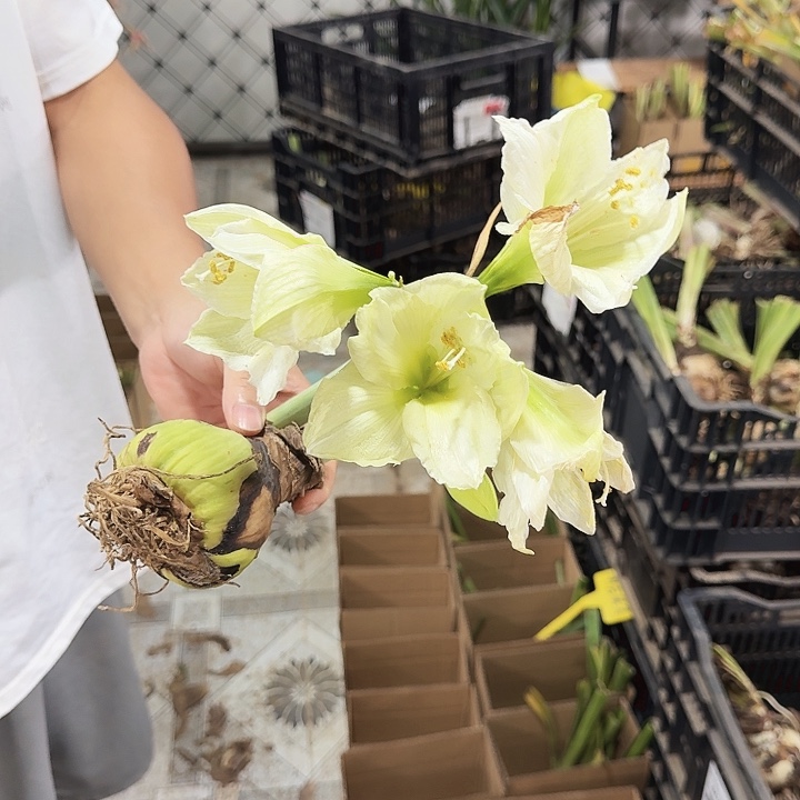 当前无花栽培后可以开花露娜残次球