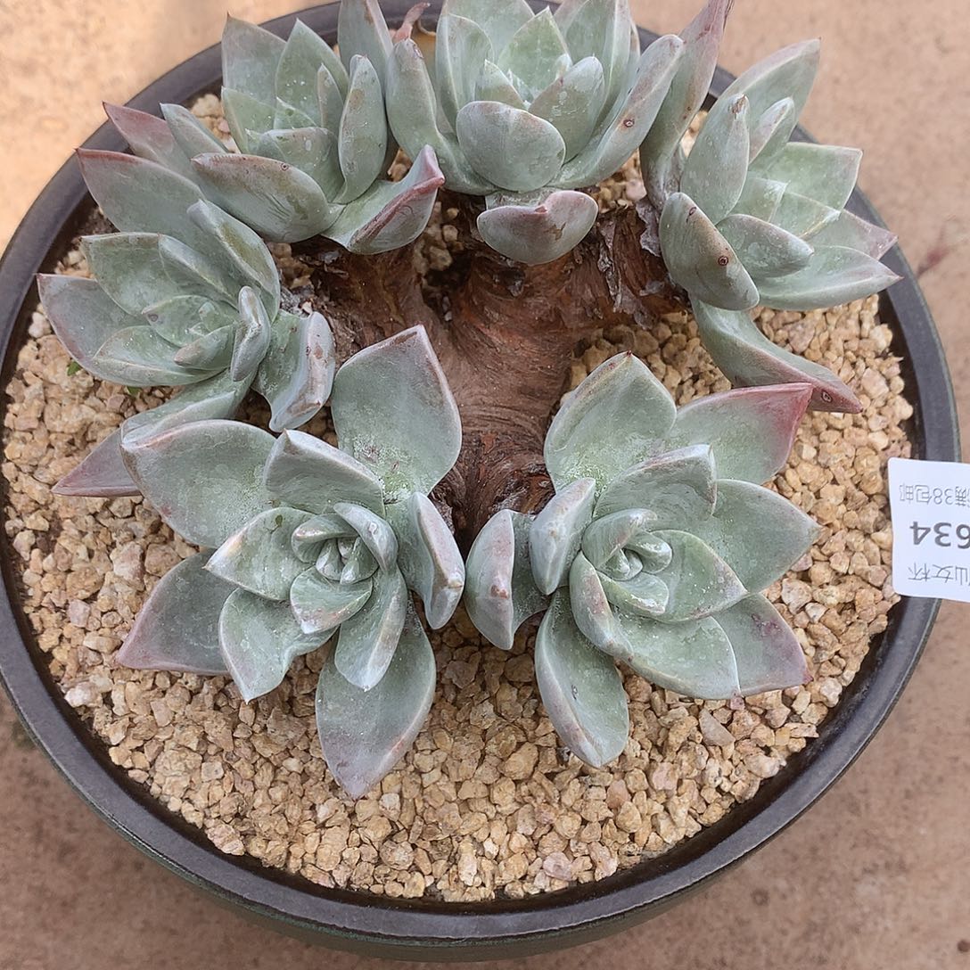 立***）6634贝拉仙女杯多肉