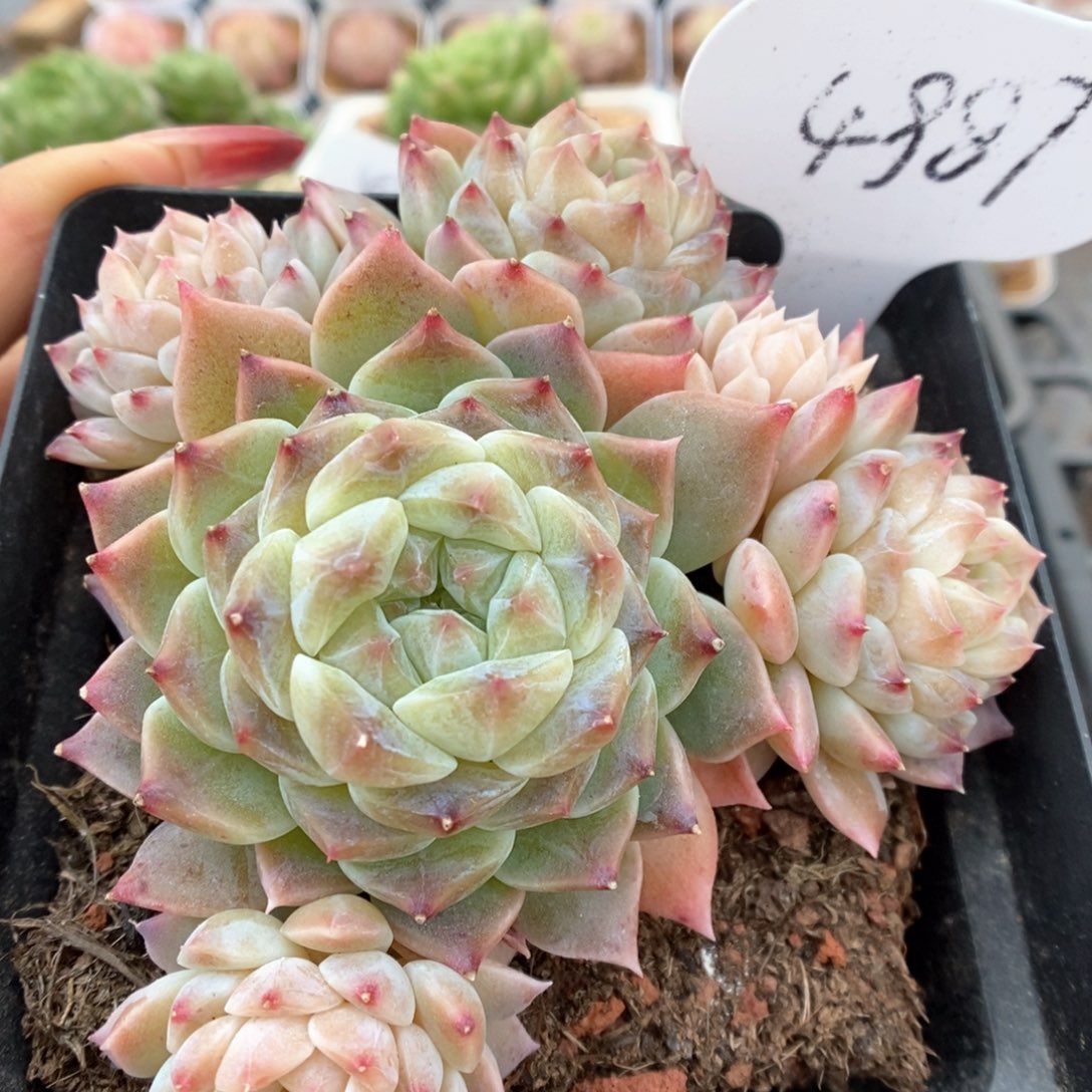 糖心冰魄群生可拍4987号。