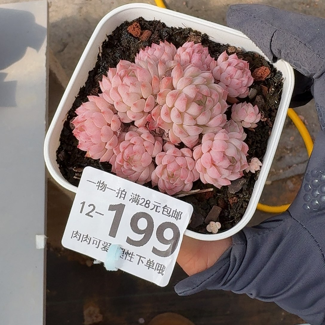 小粉梅无盆土发货