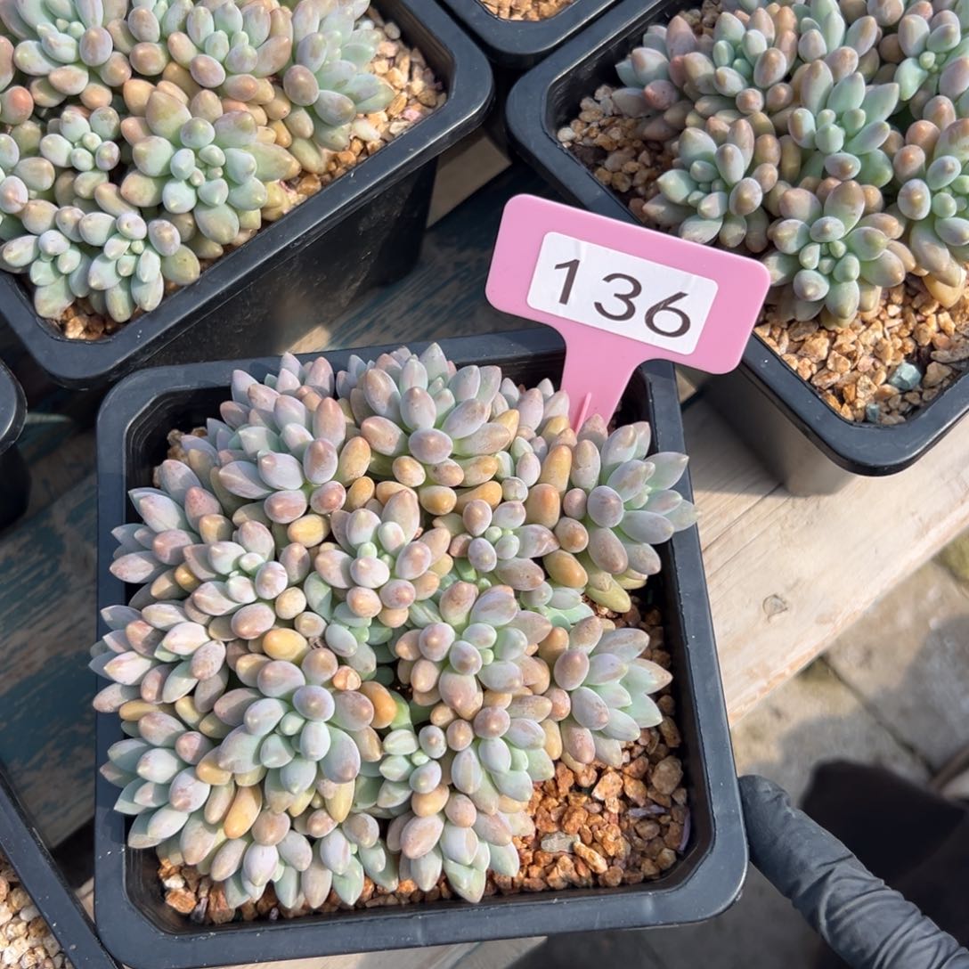 星黛露111111111111111111