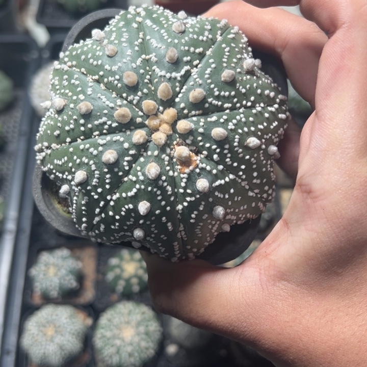 云***深一物一拍仙人球兜